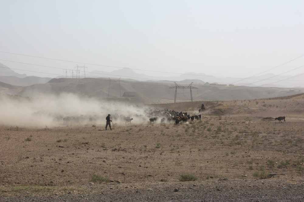 Sometimes the desert returned. A combination of the wind and gigantic herds of cattle turned it into a dustbowl.